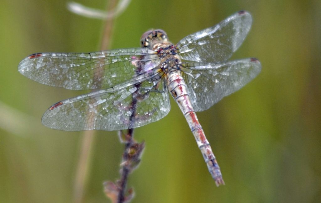 Sympetrum ?